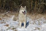 SIBERIAN HUSKY 752